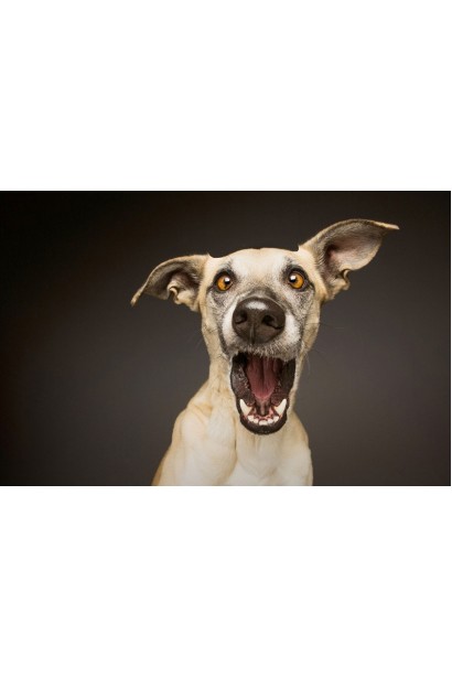 Спрей для відлякування собак “Good bye”